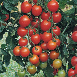 Cherry Tomato  (350G) ðŸŒ±