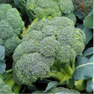 Broccoli(400G) ðŸŒ¿