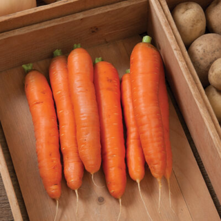 Carrots(500G) ðŸŒ±
