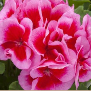 11" Hanging Basket, Geraniums - Rose