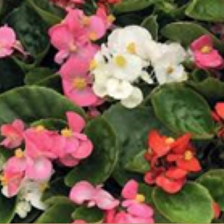 Begonias - Mix w/ Green Leaf