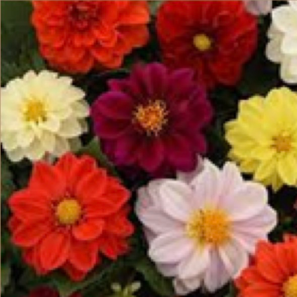 Dahlia Mix