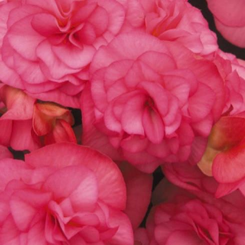 11" Hanging Basket, Solenia Begonia - Pink