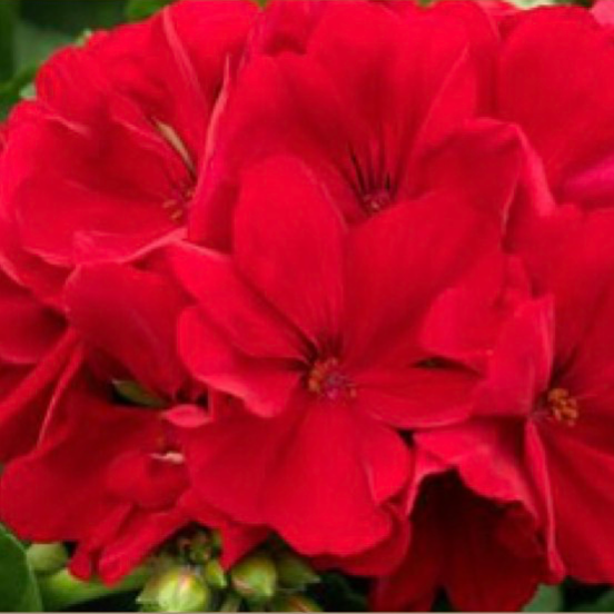 Geraniums - Red