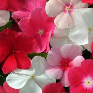 11" Hanging Basket, Vinca - Mix