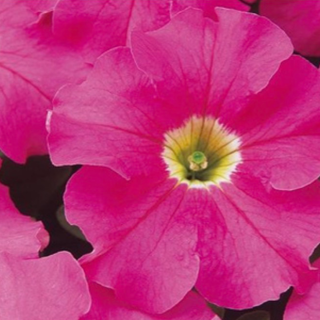 Petunias - Pink
