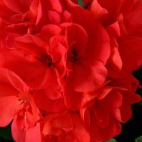 11' Hanging Basket, Geraniums - Coral