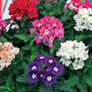 Verbena Mix