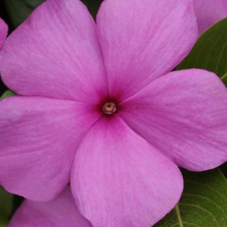 Vinca - Lilac