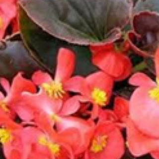 Begonias - Red w/ Bronze Leaf