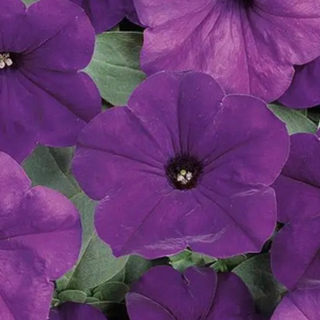 Petunias - Blue