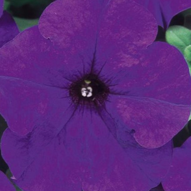 Wave Petunias - Blue