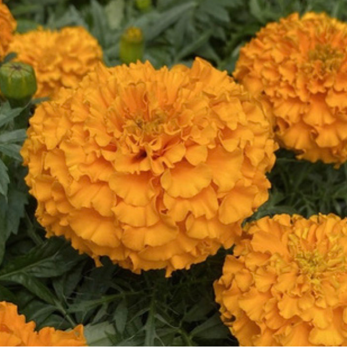 Marigolds - Orange