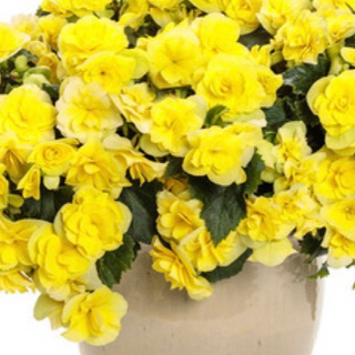 11"Hanging Basket, Solenia Begonia - Yellow