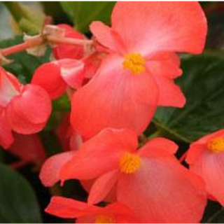 11" Hanging Basket, Whopper Begonias - Green Leaf Red