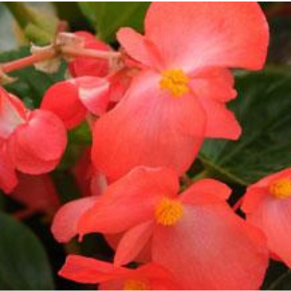 11" Hanging Basket, Whopper Begonias - Green Leaf Red