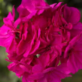 Geraniums - Violet