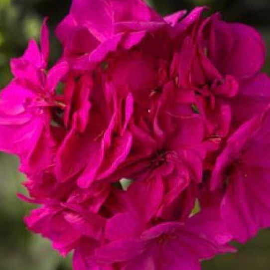 Geraniums - Violet