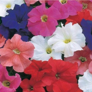 Wave Petunias - Mix
