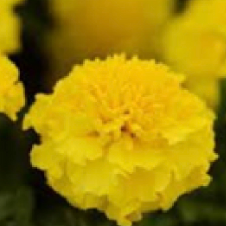 Marigolds - Yellow