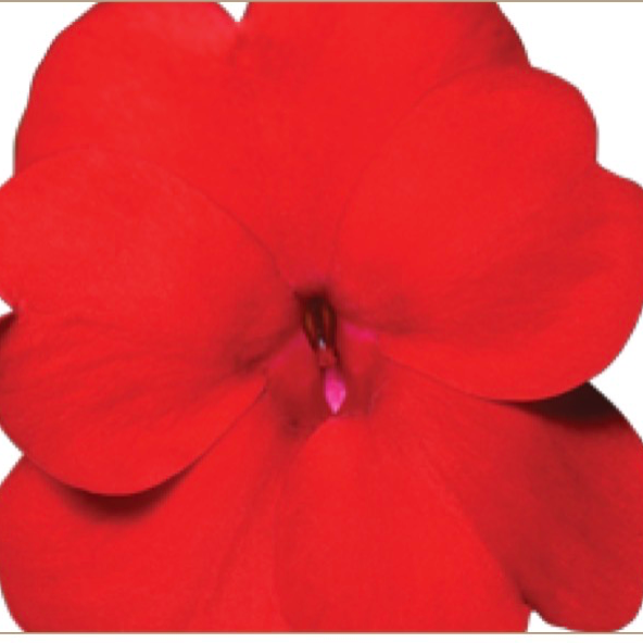 11' Hanging Basket, Sunpatiens - Red