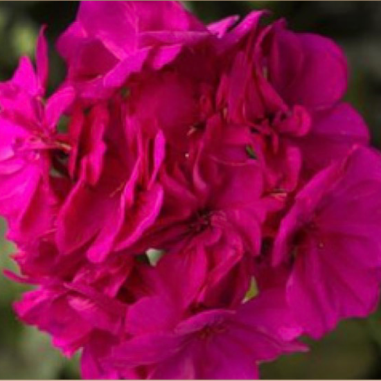 11" Hanging Basket, Geraniums - Violet