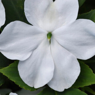 Beacon Impatiens - White