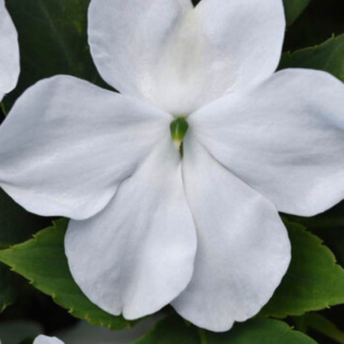 Beacon Impatiens - White