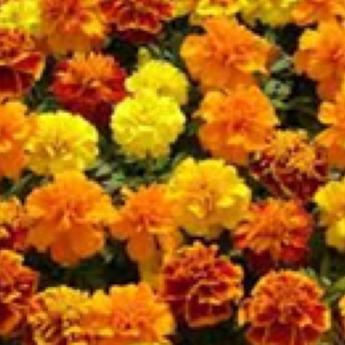 Marigolds - Mix