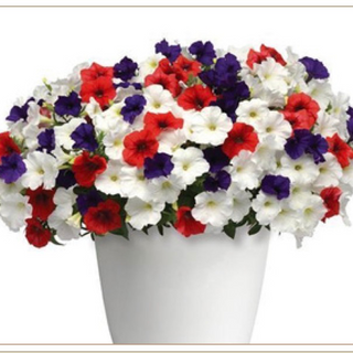 11" Hanging Basket, Petunia Mix 