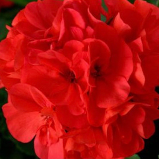 Geraniums - Coral