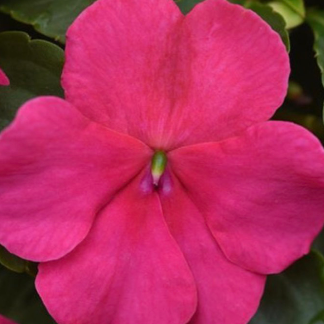 Beacon Impatiens - Rose
