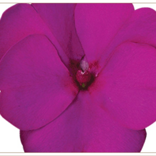 11' Hanging Basket, Sunpatiens - Violet