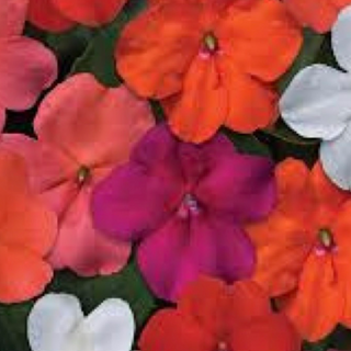 Beacon Impatiens - Mix
