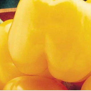 Bell Peppers - Yellow