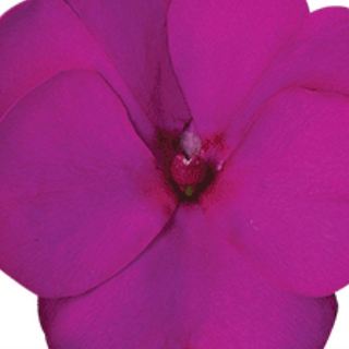 Sunpatiens - Violet