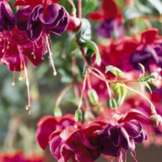 11' Hanging Basket, Fuchsia - Red/Purple