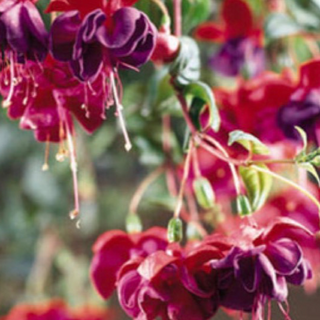 11' Hanging Basket, Fuchsia - Red/Purple