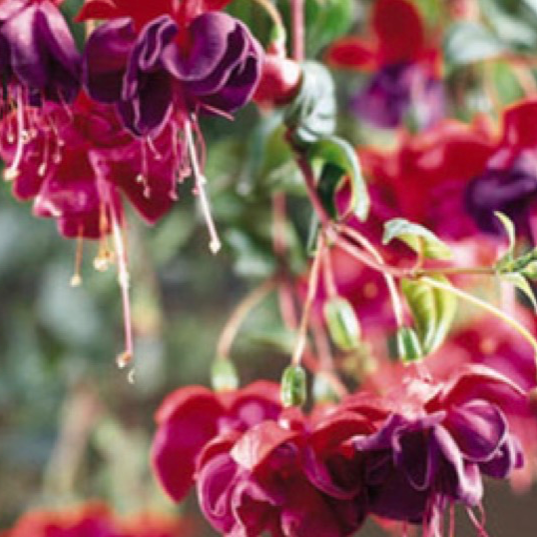 11' Hanging Basket, Fuchsia - Red/Purple