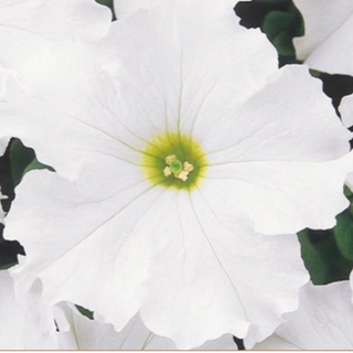 Wave Petunias - White