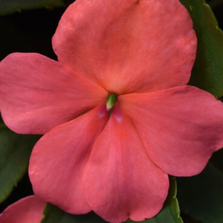 Beacon Impatiens - Coral