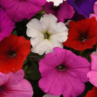 Petunias - Mix