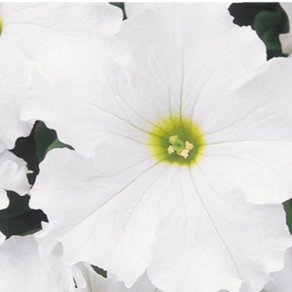 Petunias - White