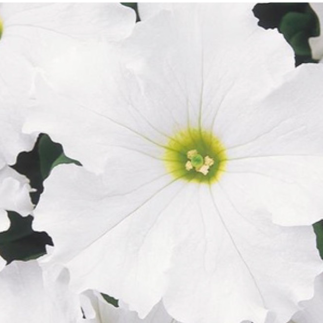 Petunias - White