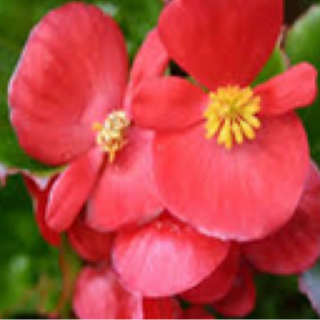 Begonias - Red w/ Green Leaf