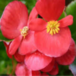 Begonias - Red w/ Green Leaf
