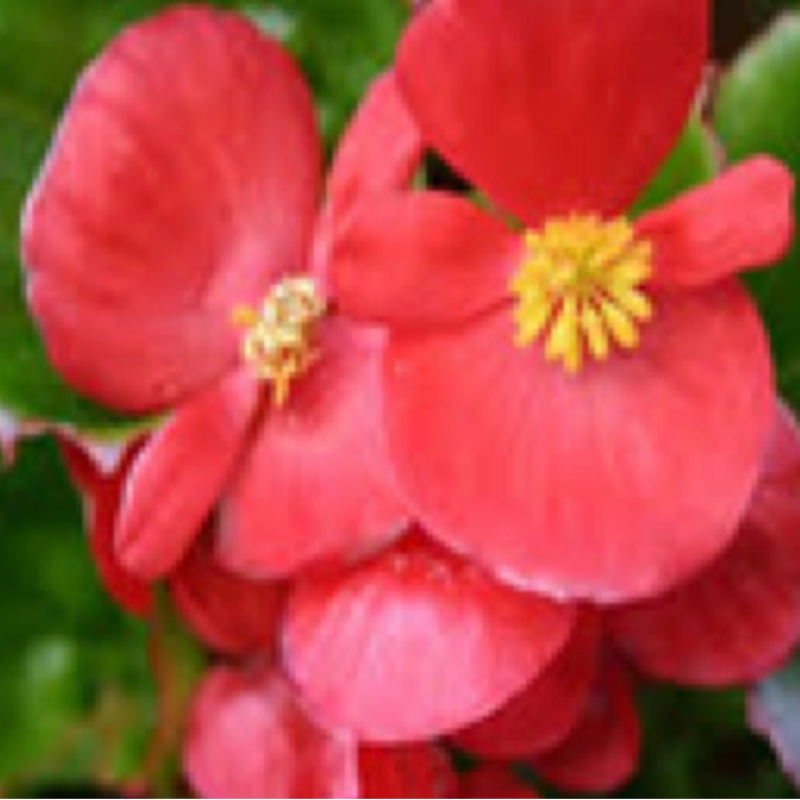 Begonias - Red w/ Green Leaf