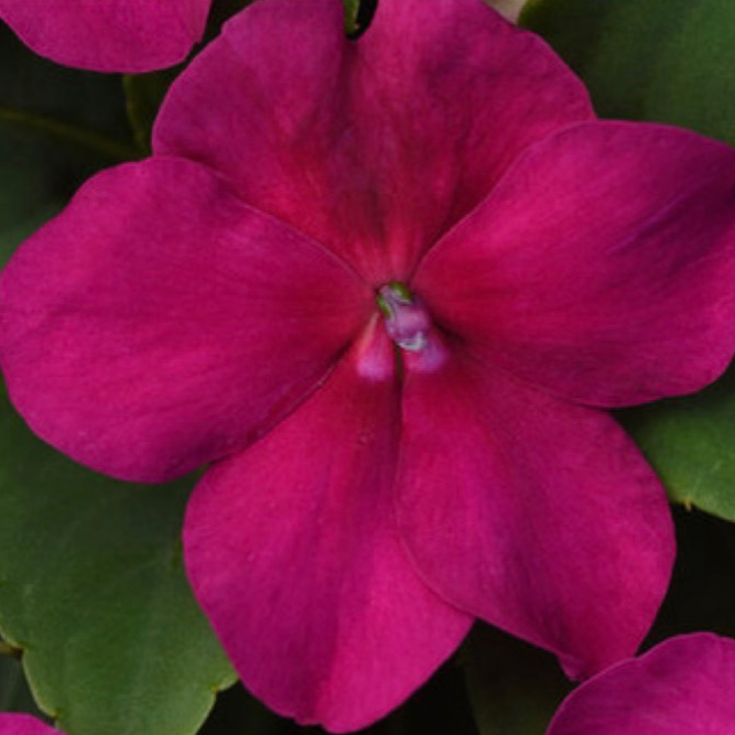 Sunpatiens - Rose