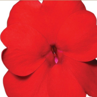 Sunpatiens - Red