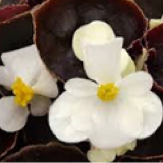 Begonias - White w/ Bronze Leaf